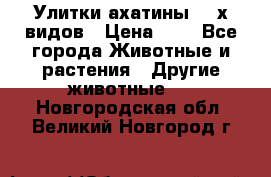 Улитки ахатины  2-х видов › Цена ­ 0 - Все города Животные и растения » Другие животные   . Новгородская обл.,Великий Новгород г.